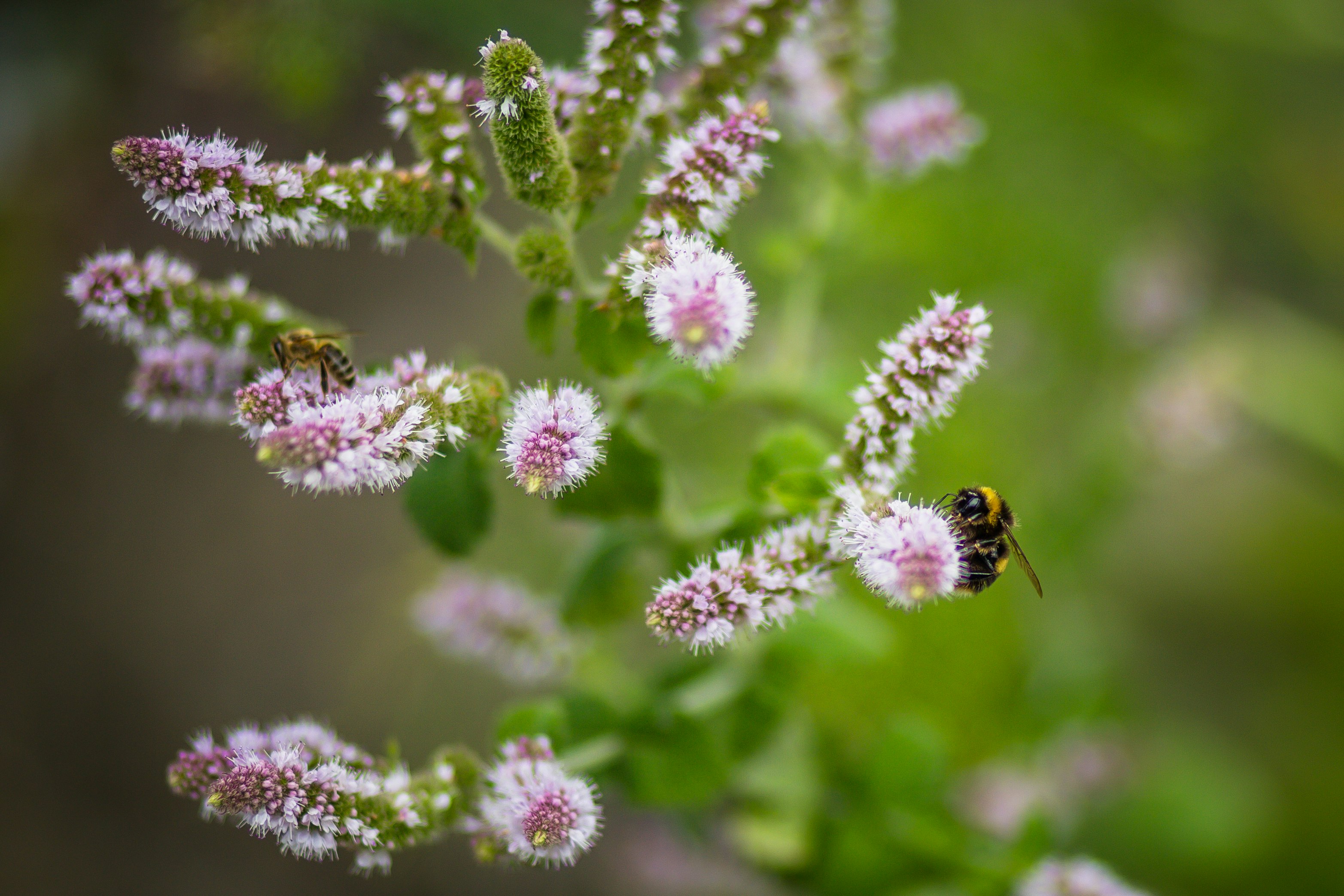 black and yellow bee on purple flower